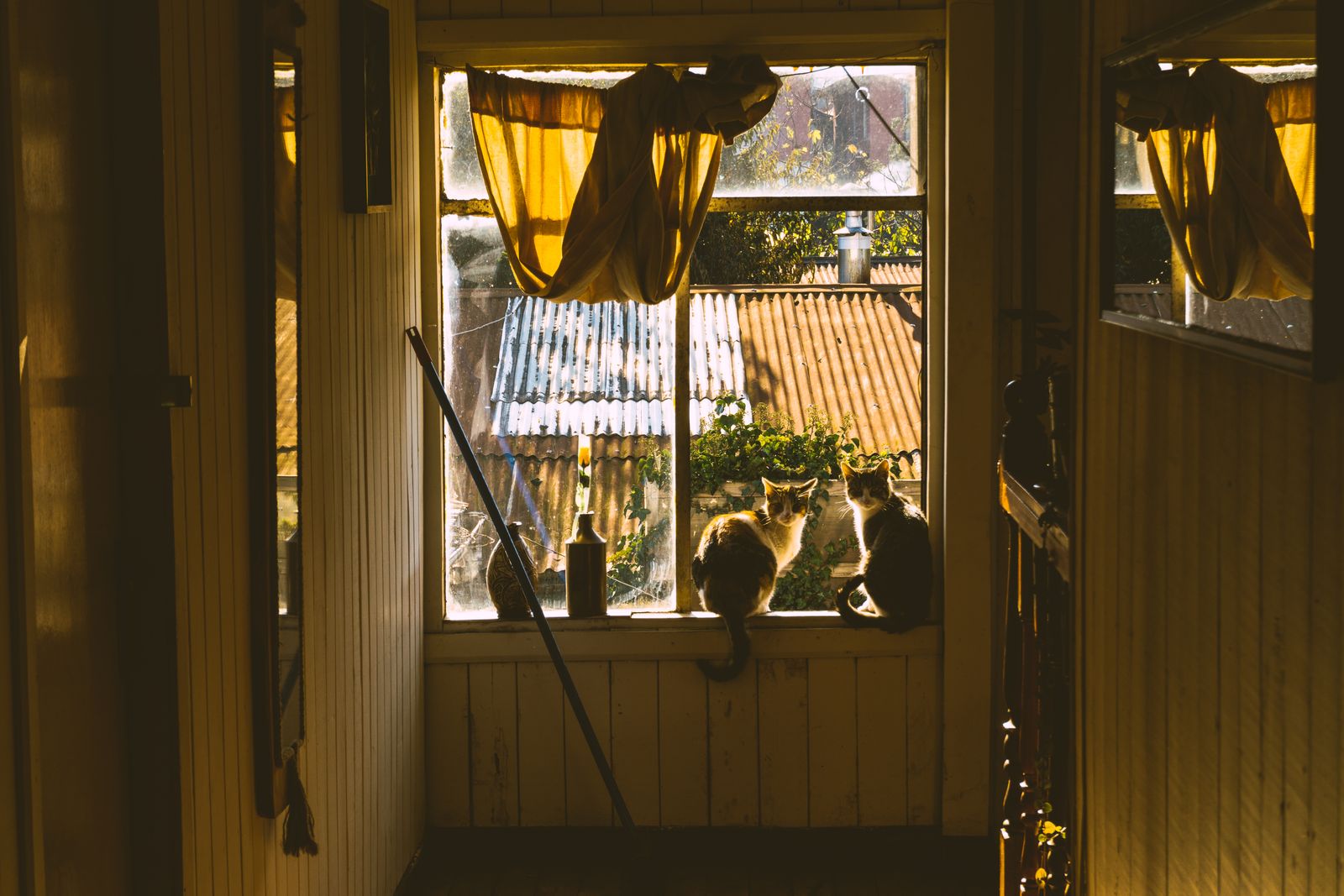 Sunlight coming through freshly cleaned windows